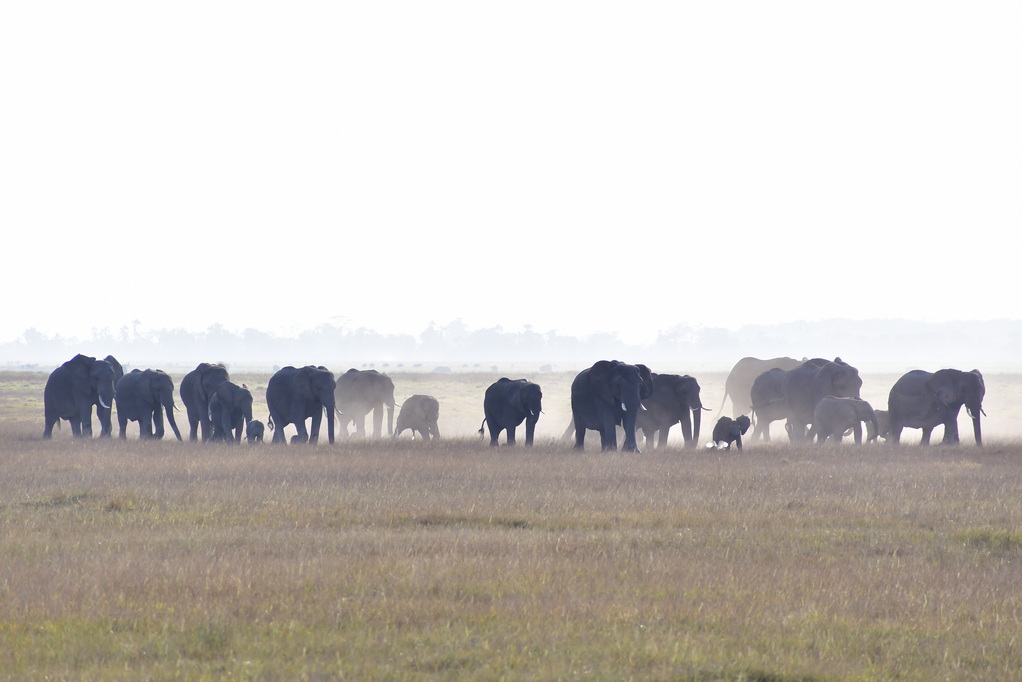 Amboseli Nat. Reserve